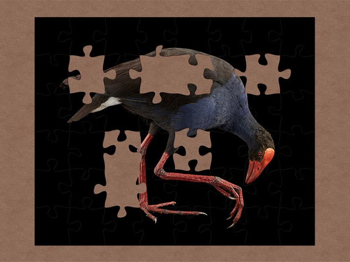 Pukeko, Porphyrio melanotus melanotus, collected December 1995, Otaihanga, Horowhenua, New Zealand. Field collection 1978 – 2004. CC BY 4.0. Te Papa (OR.025049) A taxidermy pukeko, a bird with vibrant blue plumage and black wings, red legs and a large red beak