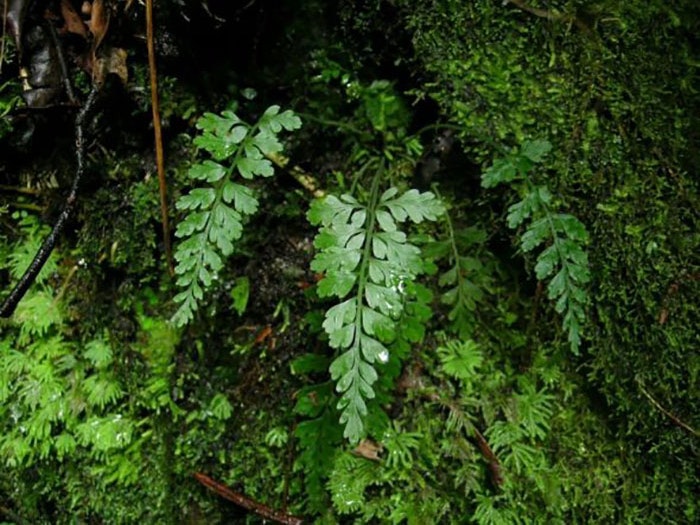 Cave spleenwort (Asplenium cimmeriorum). Photograph by Leon Perrie. Te Papa =""