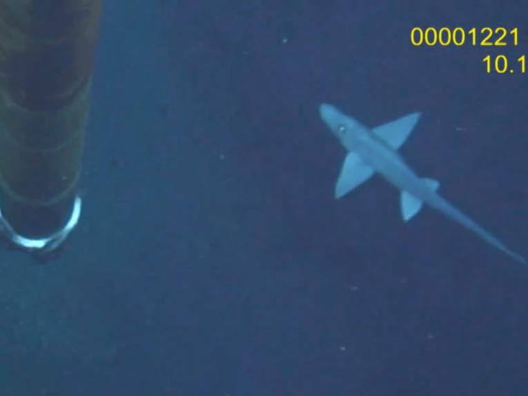 Photography of a ghost shark under water