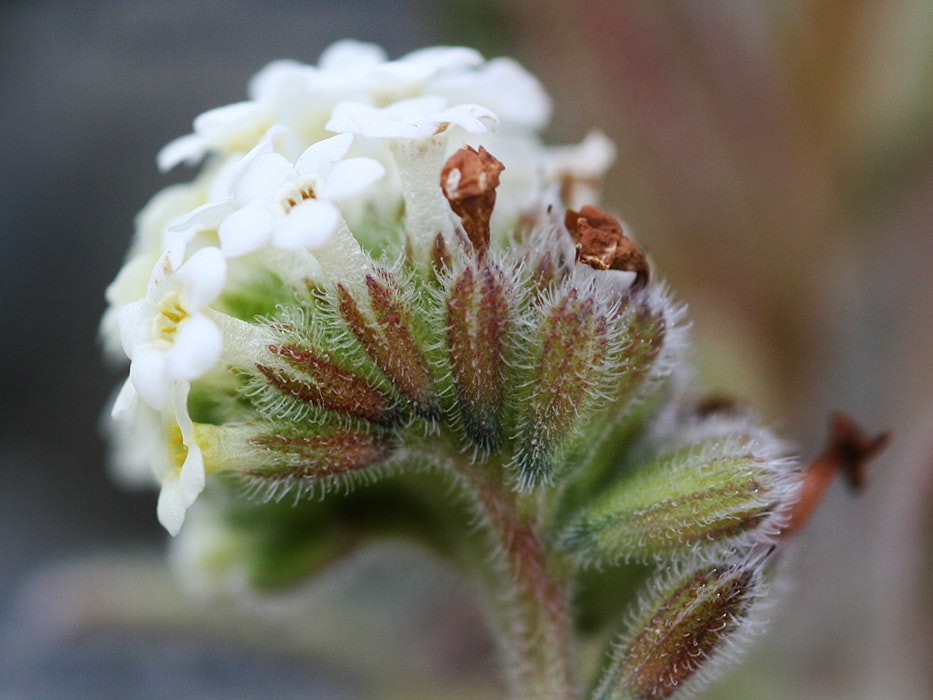 Hooked hairs on Myosotis traversii. Photo by Heidi Meudt. Te Papa (SP106676) A clump of white flowers on a stalk with a blurred background.