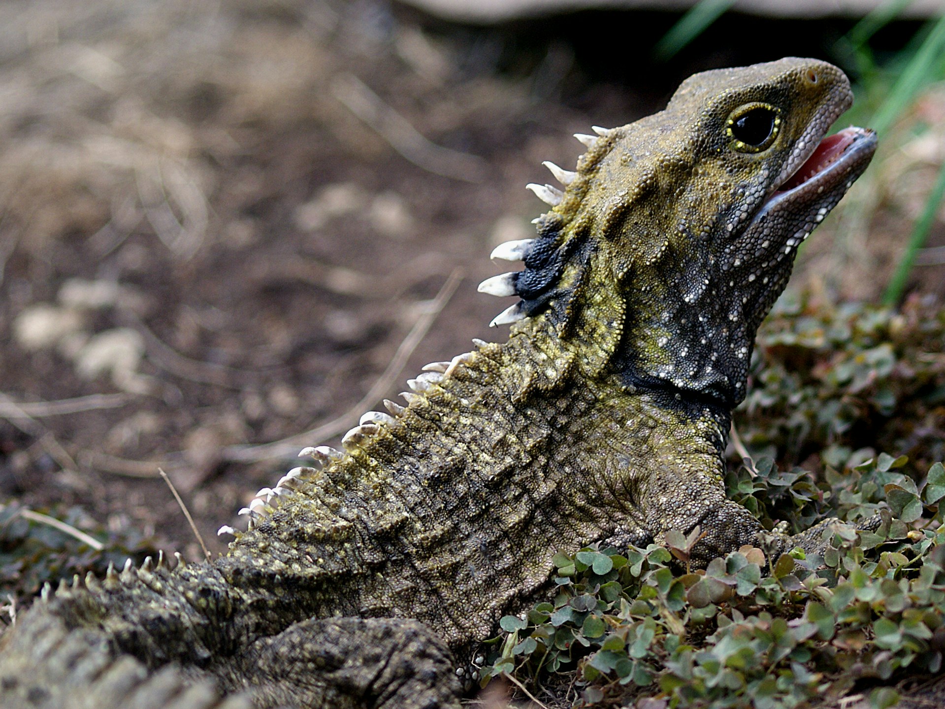 9400351882_c00e921b16_o.jpg A lizard-like reptile with white spines on its back and head is standing on rocks and moss.