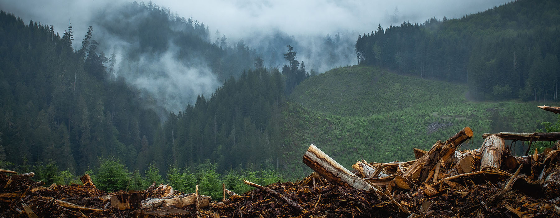 View of a pine forest shrouded in cloud. In the foreground of the photo is the remains of cut down trees, a mess of logs and debris