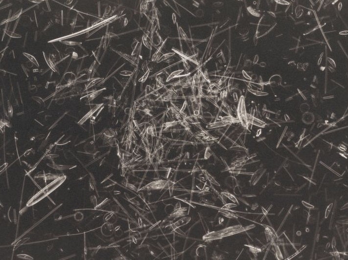 Wayne Barrar, Strew from north German coast (brackish) #2. NBS slide c. 1960, 2015, photograph – platinum/palladium print. Te Papa (O.049373)