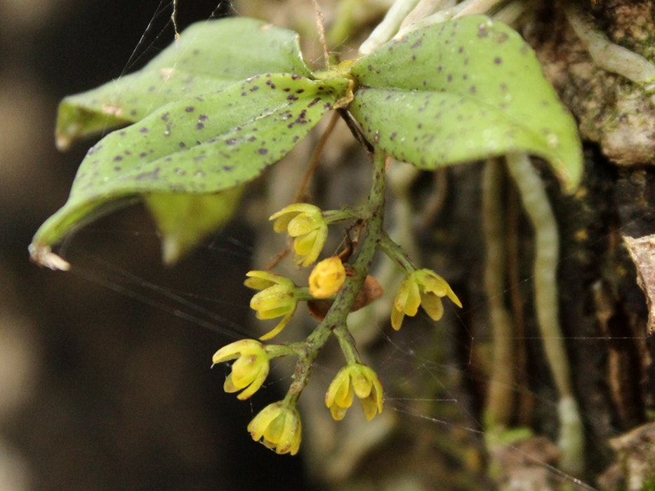 Drymoanthus flavus. Photo by Joe Dillon A small flowering plant on the side of a tree. The flowers are yellow.