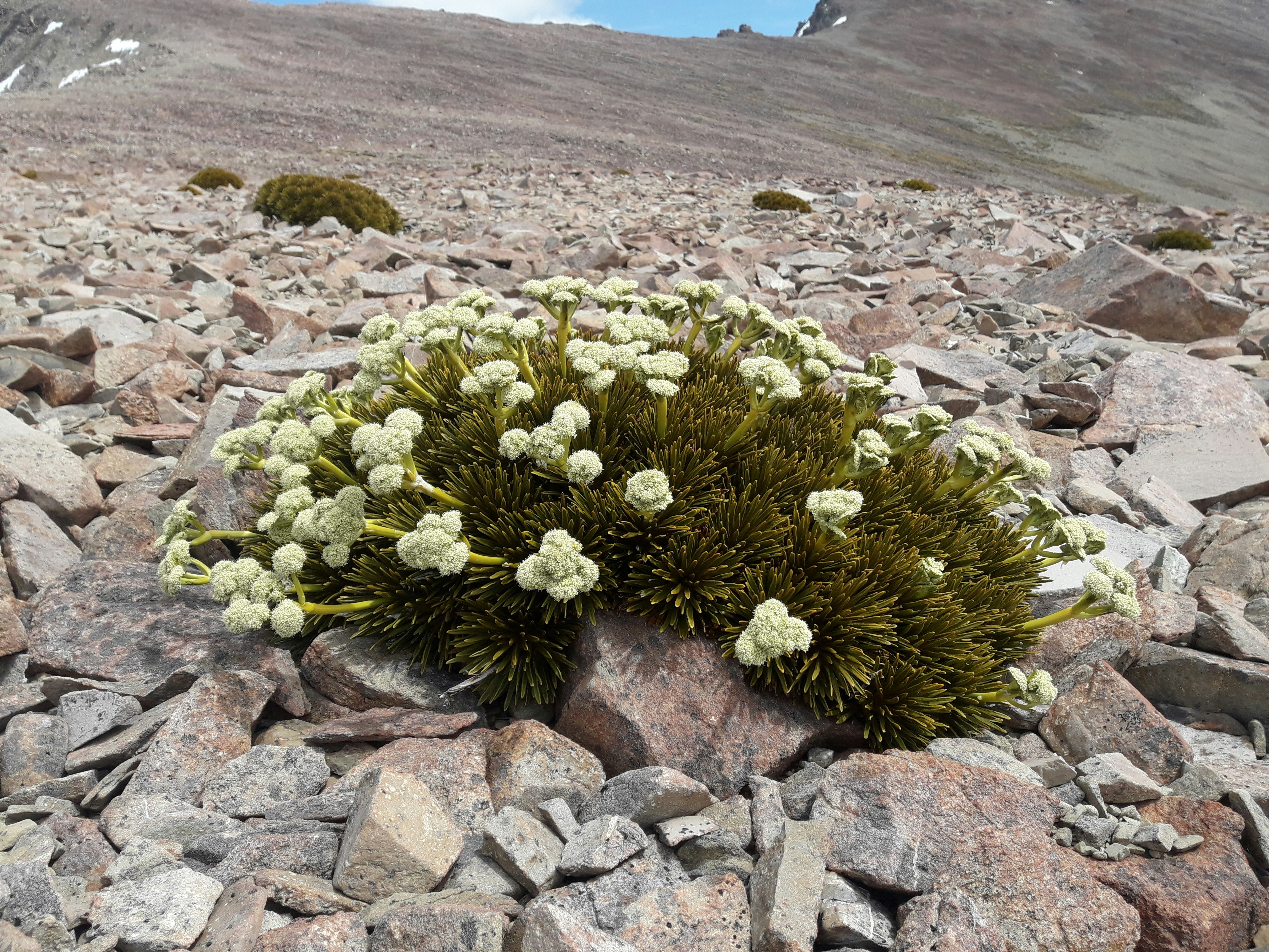 Aciphylla dobsonii, an example of a cushion speargrass, Freehold Creek, Lake Ōhau. Photo by Lara Shepherd. Te Papa A spiky shrub on a rocky hillside. It has clumps of white flowers that look like cauliflowers.