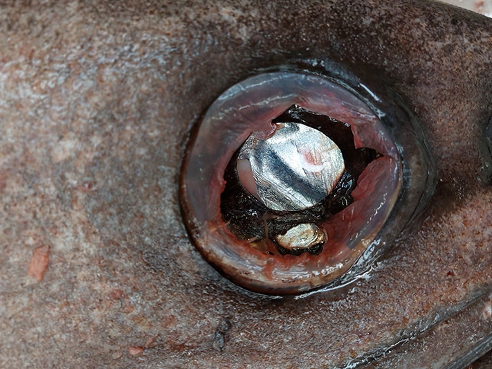 The silvery back of the eye enhances vision in low light. Photo by Carl Struthers. Te Papa The eye of a fish surrounded by scales.