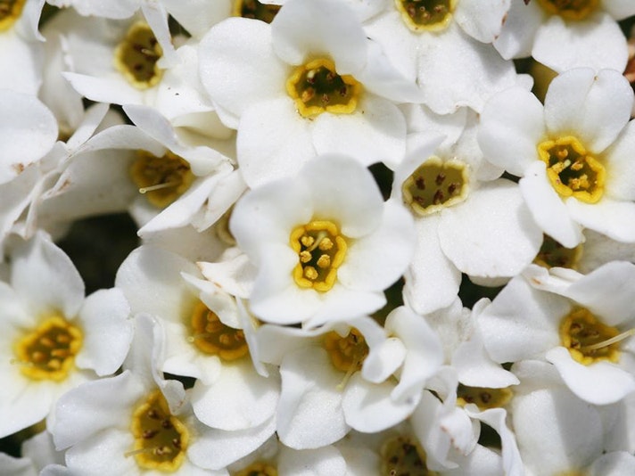 Myosotis pulvinaris Hook.f., collected 11 December 2014, Central Otago, Dunstan Mountains, Fairfax Spur, 50 m from 4WD road on Northburn Station., New Zealand. Field Collection 2014-2015. CC BY 4.0. Te Papa (SP103819) A close up of a clump of white flowers