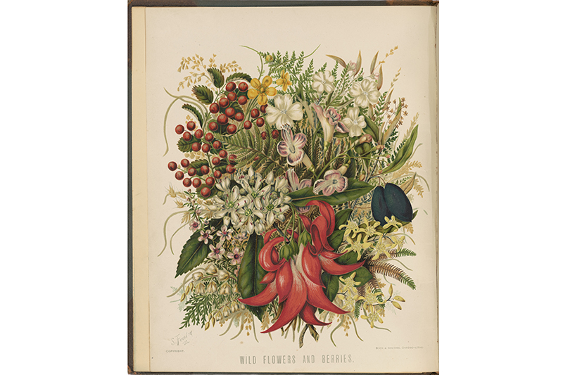 A page from a book with highly illustrated watercolour flowers from all sorts of plants.