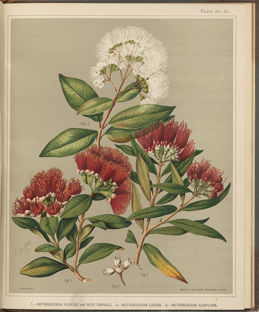 A watercolour painting of parts of a tree's flowers which are clusters of long stems, some are red and some are white.