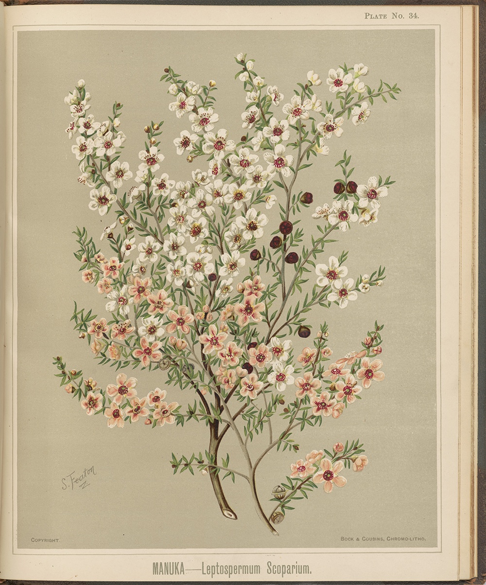 A page of a book with a painted watercolour of a branch of a plant with its flowers. Some of the flowers are white and some of them are a light pink.