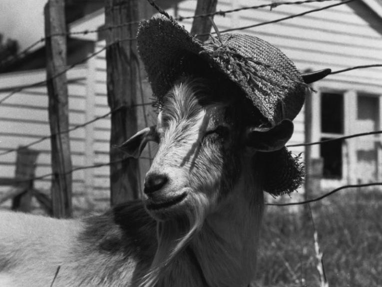 Billy Silly, 1958, New Zealand, by Eric Lee-Johnson. Te Papa (O.009532/02) CC BY-NC-ND 4.0 A goat wearing a straw hat