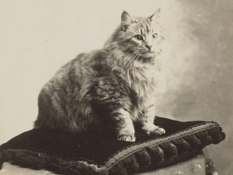 Cat sitting on a cushion, about 1910, New Zealand, maker unknown. Te Papa (PS.000506) Black and white photo of a car sitting on a ornate cushion