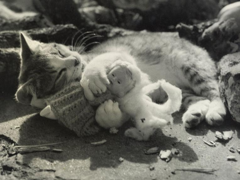 Cat Nap, 1950s, New Zealand, by Eric Lee-Johnson. Te Papa (O.006521) CC BY-NC-ND 4.0 A cat cuddles with a doll