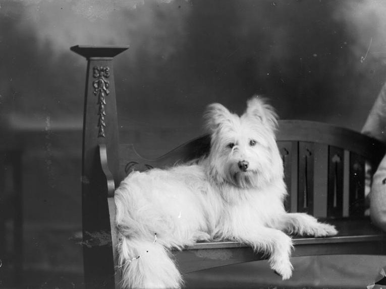 Dog, Freeman, about 1920, Wellington, by Berry & Co. Te Papa (B.045584) A white fluffy dog on an ornate chair