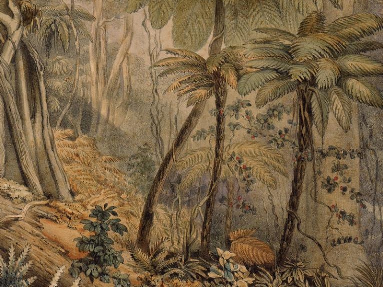 Scene in a New Zealand forest near Porirua, 1844, by George French Angas. Acquisition history unknown. Te Papa (1992-0035-1846) A watercolour scene of a forest, including lots of tree ferns