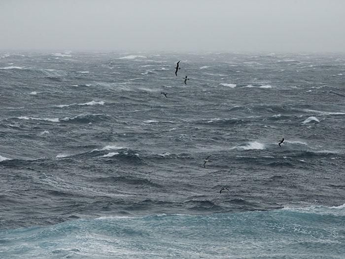Solander Island albatross. Photograph by Michael Hall. Te Papa Multiple albatrosses fly over a choppy open sea