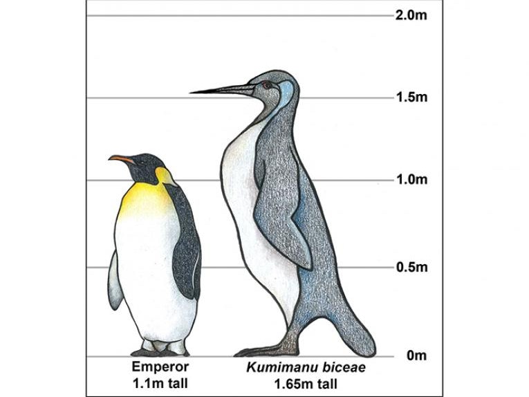 The new colossal penguin beside an emperor penguin. Illustration by Tess Cole. A drawn illustration of two types of penguins
