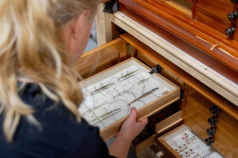 A woman looking at wooden drawers of insects.