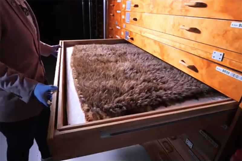 A pair of blue-gloved hands has pulled out a wide flat drawer to show a kiwi feather cloak that is spread out in the drawer.