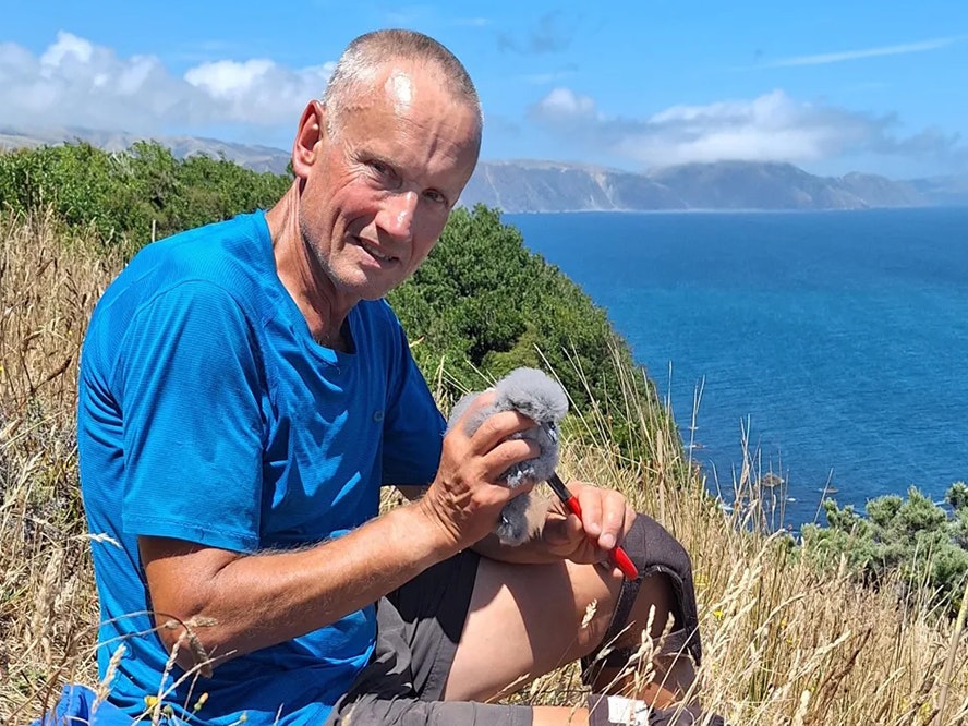 Colin Miskelly, holding a fairy prion chick A man in a blue t-shirt is holding a grey fluffy chick on the side of a mountain by the sea.