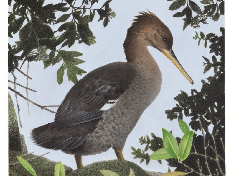 Southern Merganser. Mergus australis Watercolour of the extinct bird Southern Merganser.