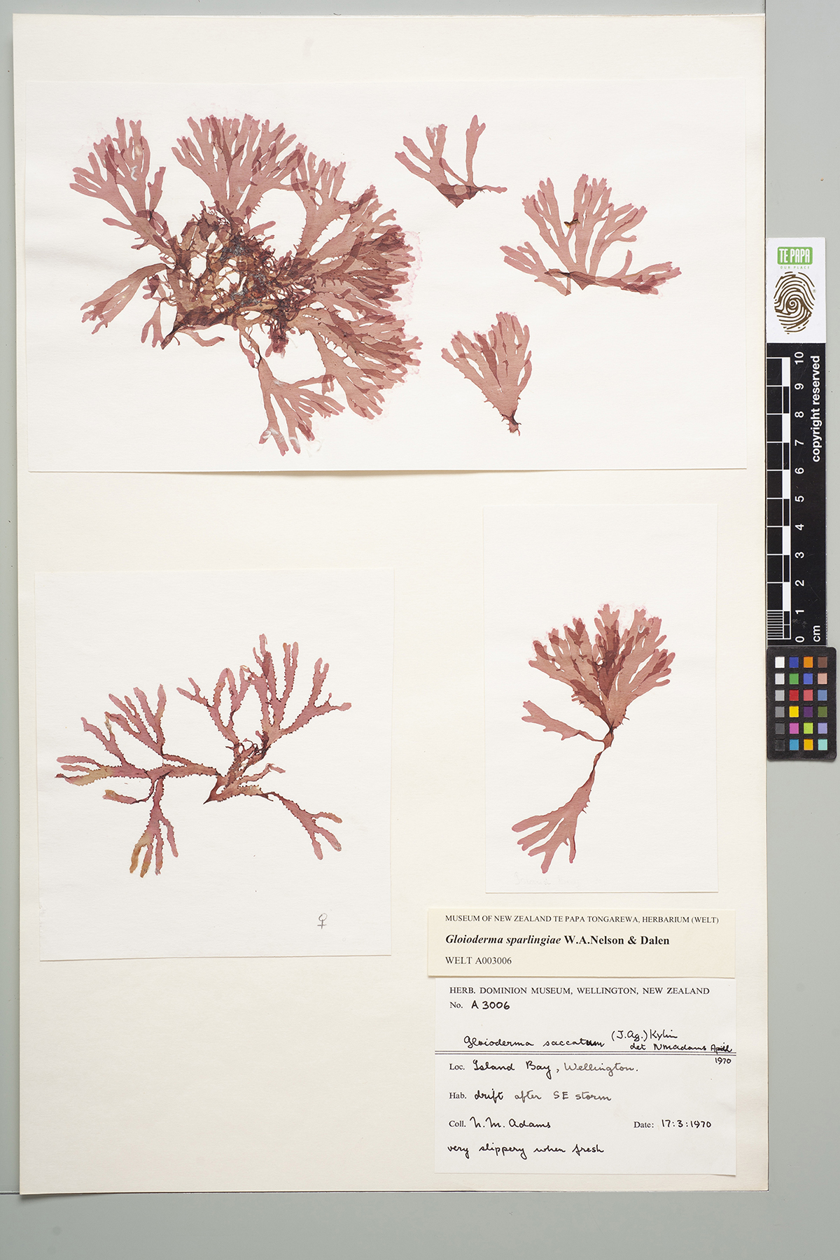 Three cards of algae specimens taped to a sheet of card with a museum collection note in the bottom right corner.