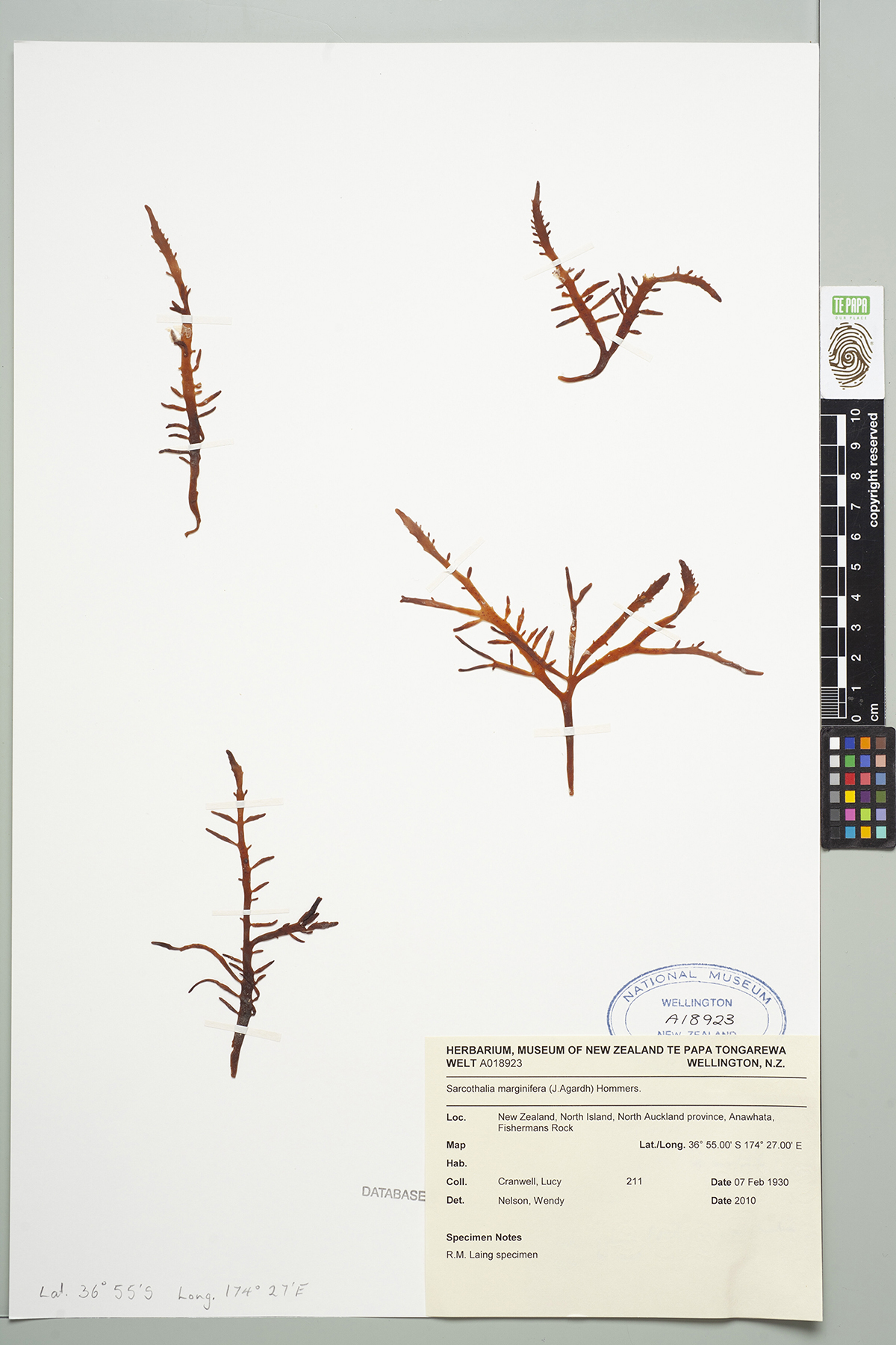 Four red algae specimens taped to a sheet of card with a museum collection note in the bottom right corner.