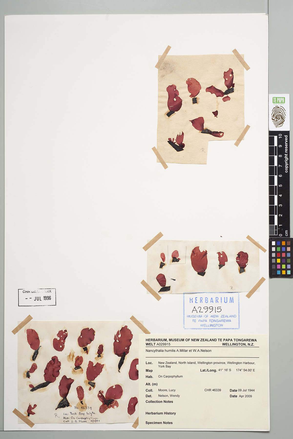 Three sheets of red algae specimens taped to a sheet of card with a museum collection note in the bottom right corner.