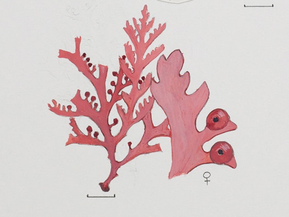 Crop of Watercolour illustration of the 'Ptilonia' seaweed specimens; Species pictured include P. willana (named after Eileen Willa) and P. mooreana (named after Lucy Moore), by Nancy Adams (1926–2007), New Zealand; Watercolour on paper. Purchased 2007. Te Papa (CA000892/001/0016) watercolour of red-pink two-dimensional algae