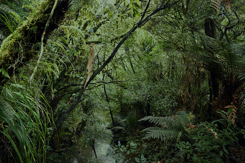 A forest scene with a creek running through the middle of it