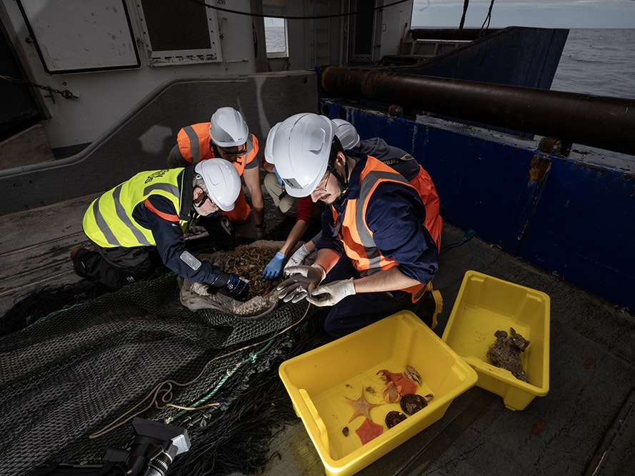 Kerry (front), Thom (back), and voyage co-leader Alex Rogers retrieve specimens from the end of the beam trawl to be examined. Photo by NIWA/Ocean Census: Rebekah Parsons-King Kerry (front), Thom (back), and voyage co-leader Alex Rogers retrieve specimens from the end of the beam trawl to be examined. Photo by NIWA/Ocean Census: Rebekah Parsons-King