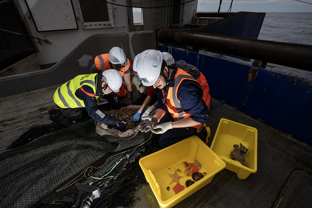 Kerry (front), Thom (back), and voyage co-leader Alex Rogers retrieve specimens from the end of the beam trawl to be examined. Photo by NIWA/Ocean Census: Rebekah Parsons-King