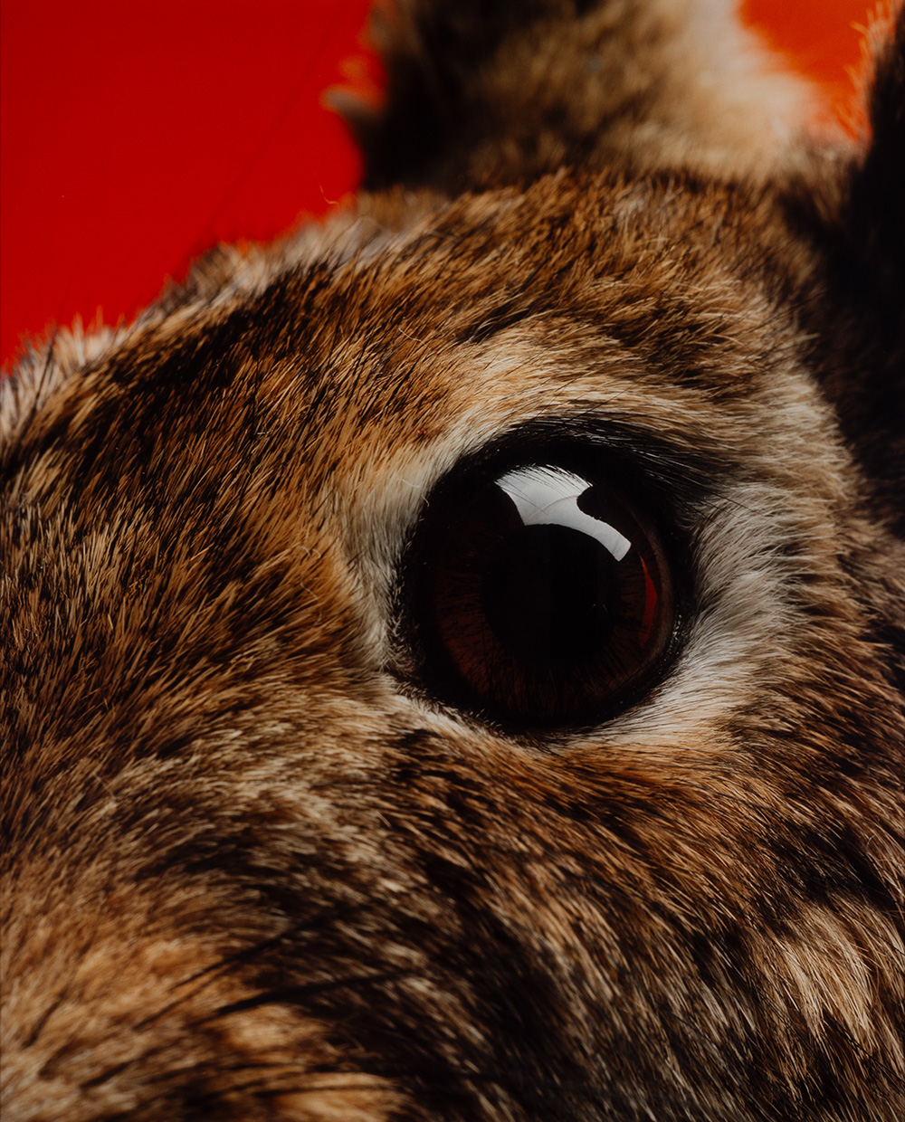 A close up on a rabbit's eye with a red wall behind it.