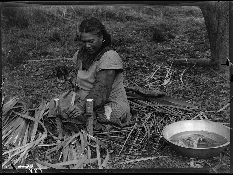 Preparing flax for weaving, 1921, by James McDonald. Te Papa (MU000523/005/0353) Preparing flax for weaving, 1921, by James McDonald. Te Papa (MU000523/005/0353)