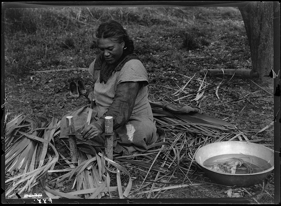 Preparing flax for weaving, 1921, by James McDonald. Te Papa (MU000523/005/0353)