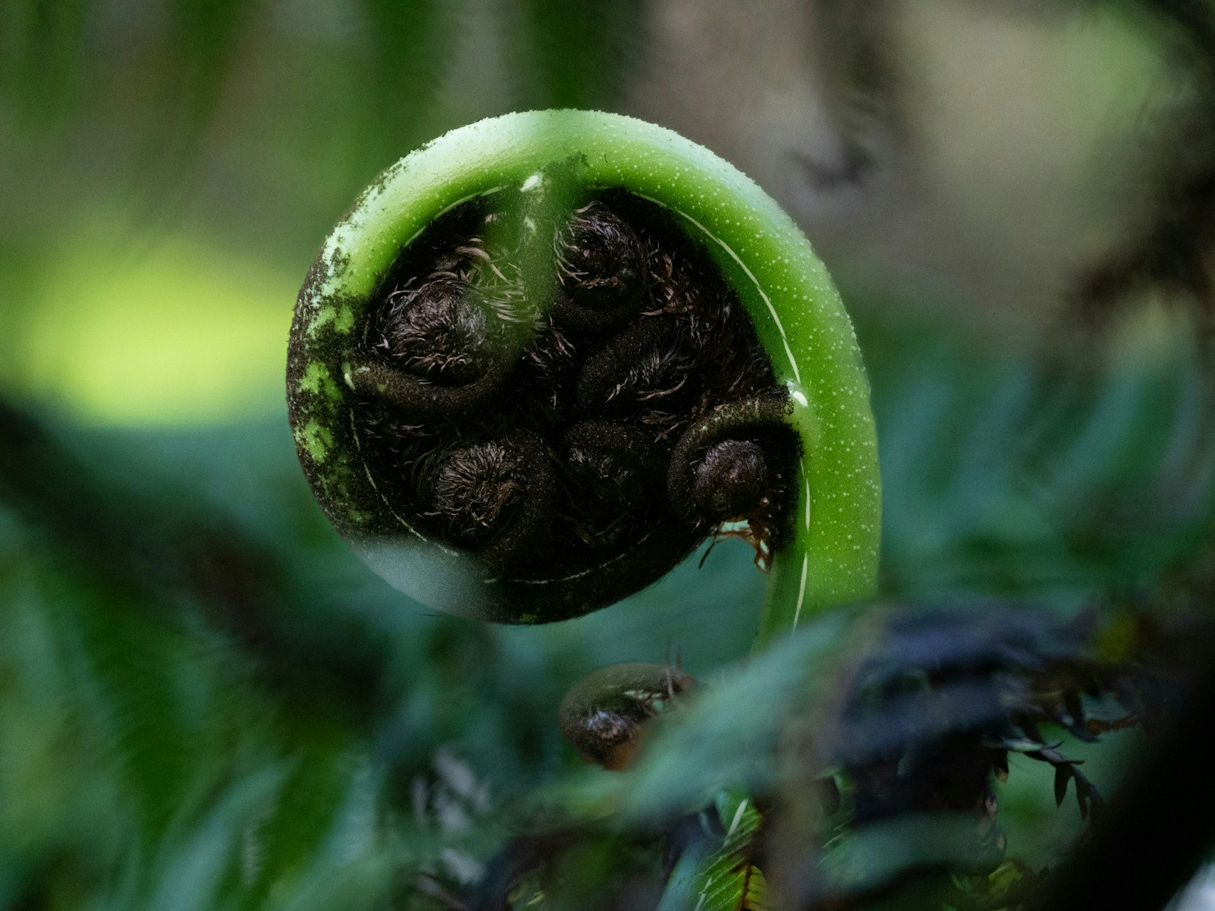 Photo by Toby Hall. Unsplash A fern frond is still tightly curled up in front of other fronds that have already spread open.
