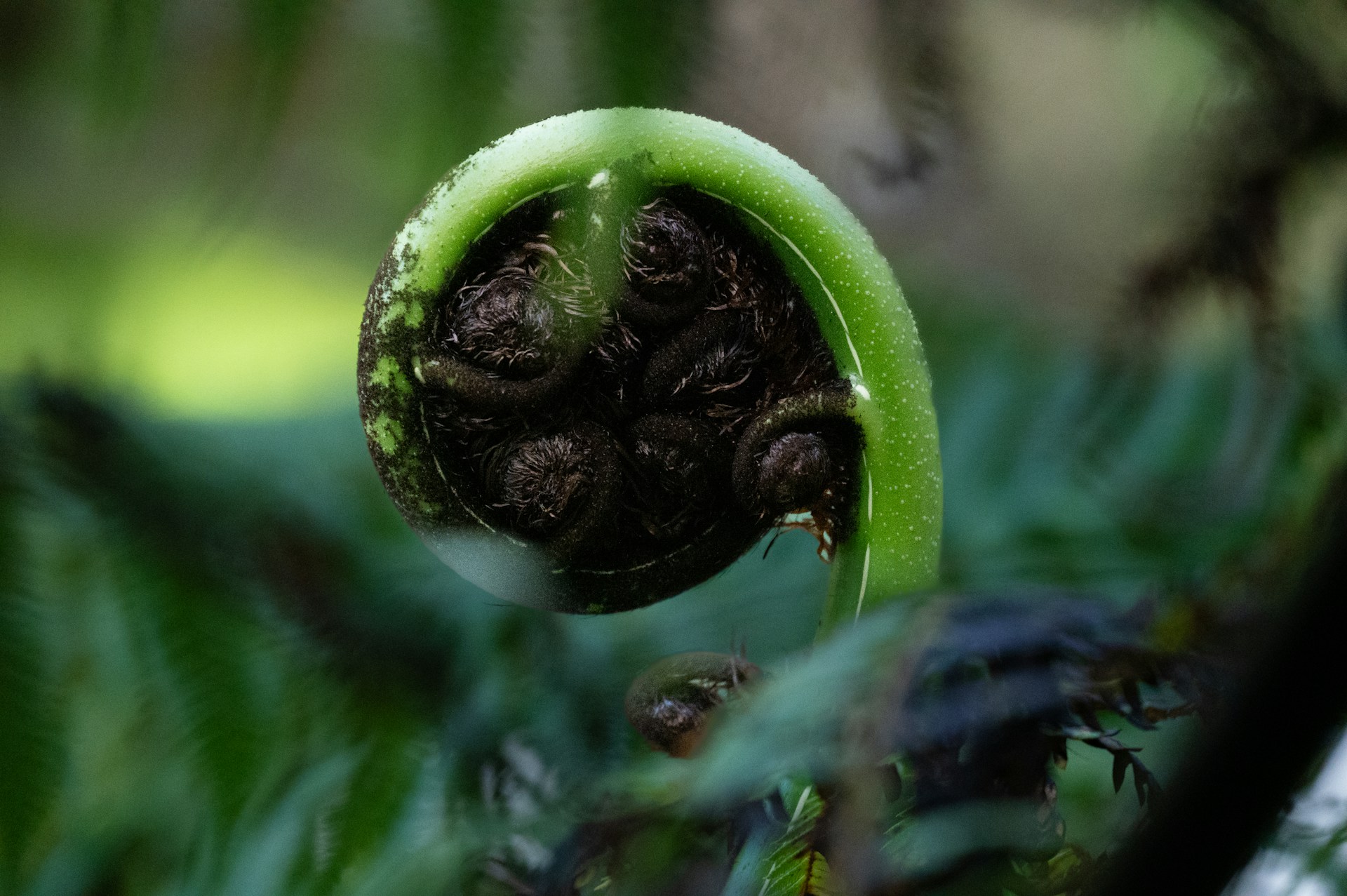 A fern frond is still tightly curled up in front of other fronds that have already spread open.