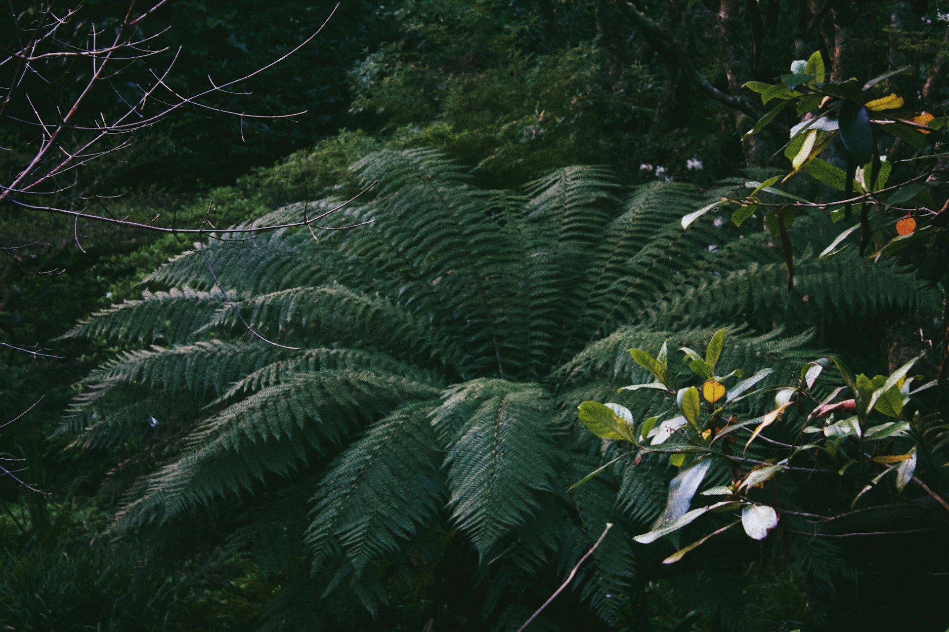 A photo looking down on a fern with the fronds all splayed in a circle.