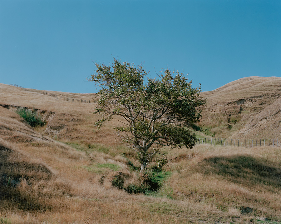 A photo of a tree on the side of a hill that is very dry and brown land.