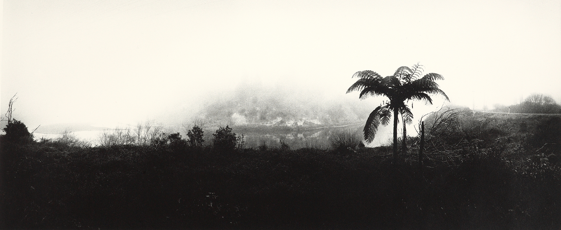 A moody monochromatic photo of a tall fern above a lower misty forest.