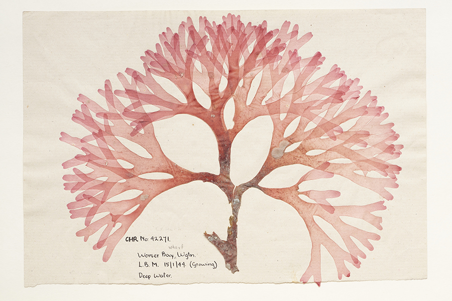 A pressed piece of pink algae that is the shape of a flattened tree on a piece of paper. There are collection notes handwritten at the bottom.