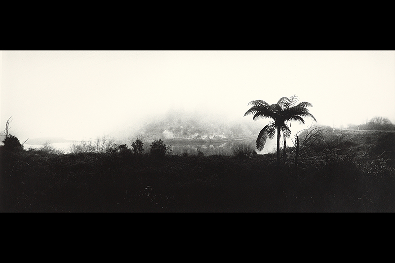 A moody monochromatic photo of a tall fern above a lower misty forest.