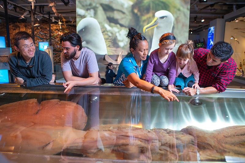 Four adults and two children are looking at the Colossal Squid in a case in a museum.