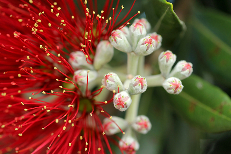 Close up of a Pōhutukawa flower and buds