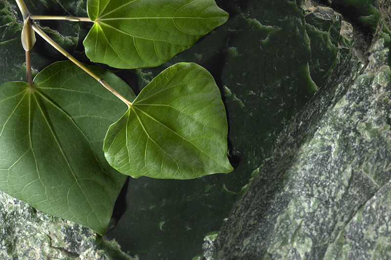 A piece of flat leafed plant on a piece of greenstone