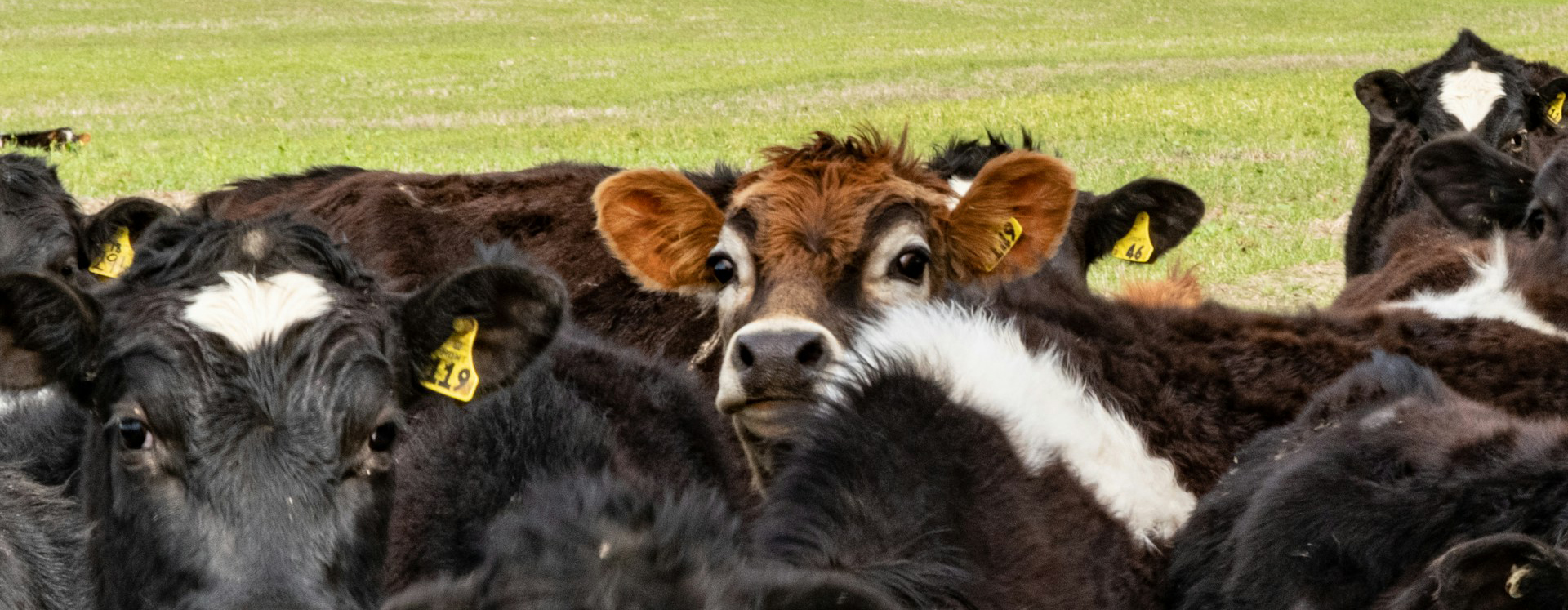 Several cows are grouped together in the forefront of the image, behind them is the rest of the paddock and hills in the background