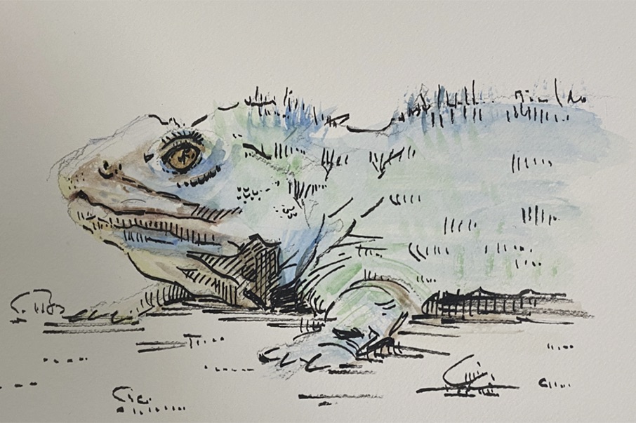 A pen and ink illustration of a tuatara