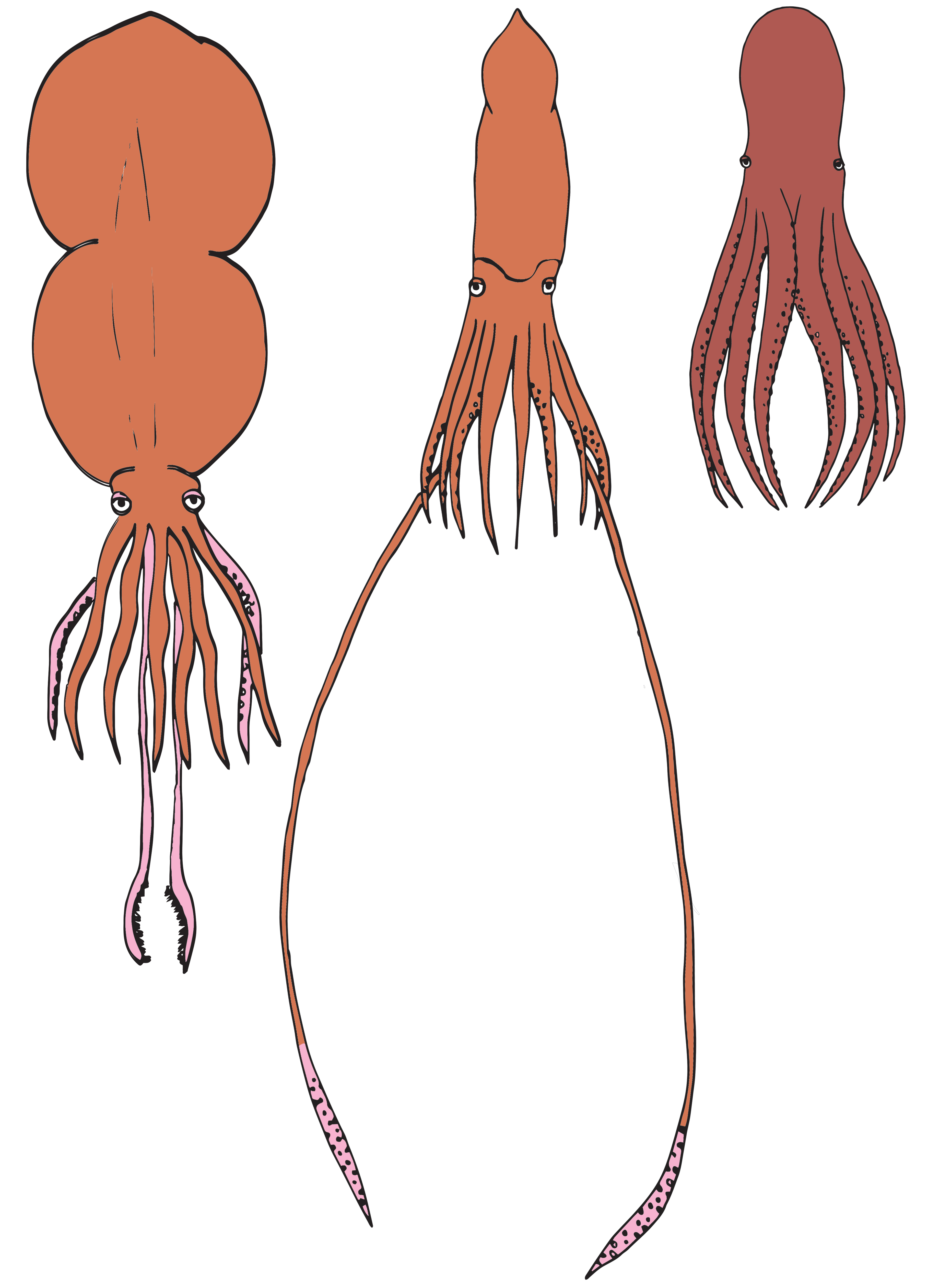 Drawings of a colossal squid, giant squid, and giant Pacific octopus