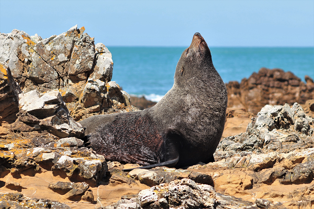 A fur seal is sunbathing on rocks by the sea and has its head pointing to the sky.