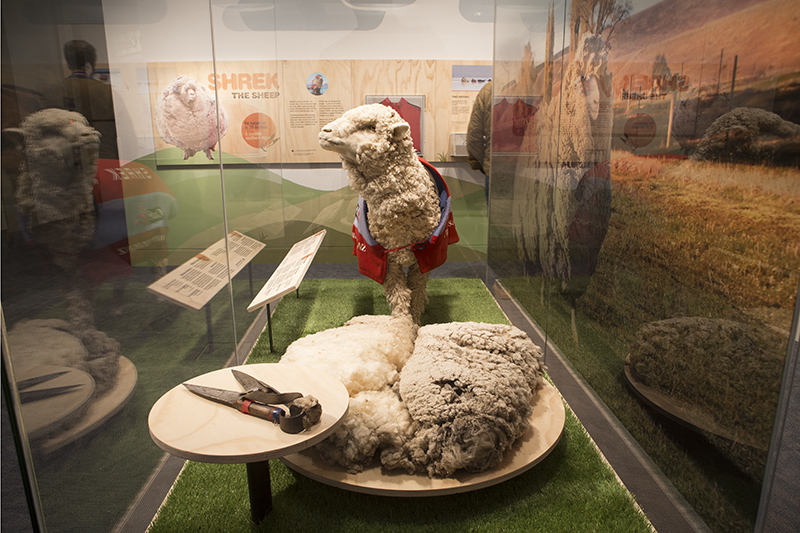 An exhibition installation photo of a taxidermied sheep and his woolen fleece and clippers.